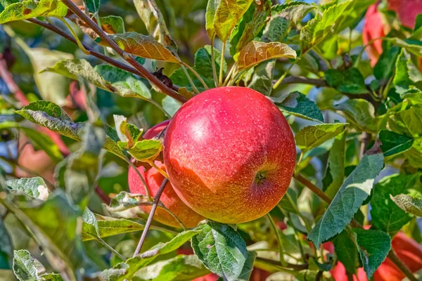 树上的苹果 — 图库照片