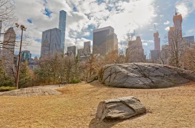 Central Park kış saatinde New York ağaçları