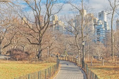 New York Central Park kış aylarında bir köpek yürüteç