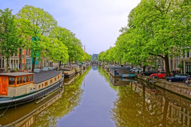 Nehir kanalında Amsterdam yeşil ağaçlar yansıması