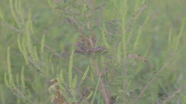 Ortak Ragweed - Ambrosia Artemisiifolia çiçek