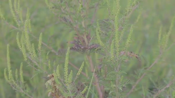 Często Ragweed-Ambrosia Artemisiifolia w rozkwicie — Wideo stockowe