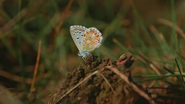 蝴蝶绿色底面蓝色细节在达尔马提亚 — 图库视频影像