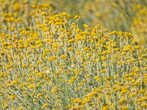 Immortelle field near Oklaj in Croatia — Stock Photo, Image