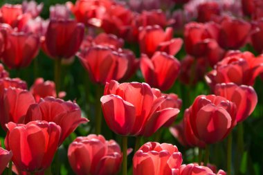 Sergi çiçek çiçek açan laleler. Bahar parlak rengi. Güneşli gün.