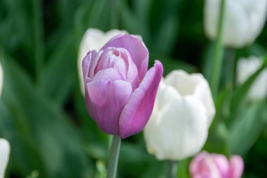 Sergi çiçek çiçek açan laleler. Bahar parlak rengi. Güneşli gün.