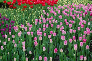 Sergi çiçek çiçek açan laleler. Bahar parlak rengi. Güneşli gün.