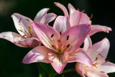 Çiçek açan lily. Bahar parlak rengi. Güneşli gün.