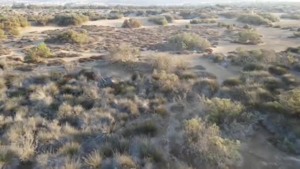 Dunes Maspalomas Egy Drón — Stock videók