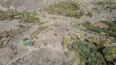 Gran Kanarya adasında palmiye ağacı ormanı