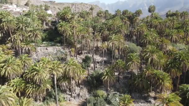 Pálmaerdő Gran Canaria Szigetén — Stock videók
