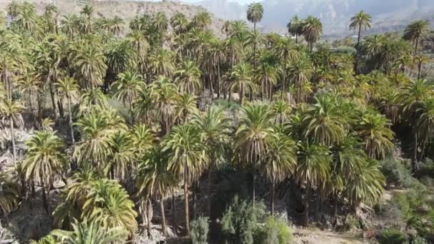 Palmový Les Ostrově Gran Canaria — Stock video