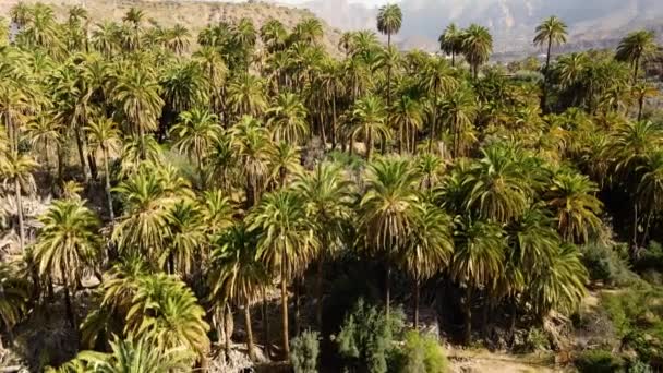 Las Palmowy Gran Canarii — Wideo stockowe