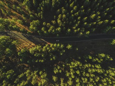 Kanarya çam ağacı bir drondan görüldü