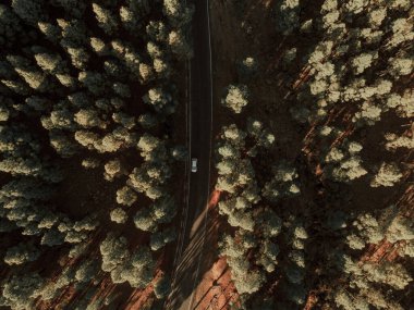 Kanarya çam ağacı bir drondan görüldü