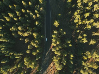 Kanarya çam ağacı bir drondan görüldü