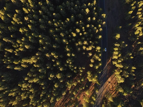 Bosque Pino Canario Visto Desde Dron —  Fotos de Stock