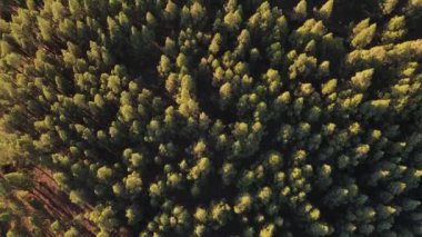 Kanarya çam ağacı bir drondan görüldü