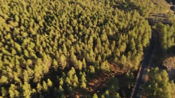 Canarian Pine Tree Forest Seen Drone — Stock Video