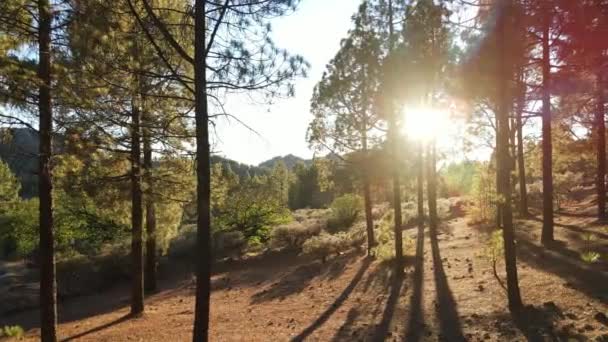 Forêt Pins Des Canaries Vue Depuis Drone — Video