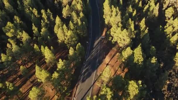 Canarian Pine Tree Forest Seen Drone — Stock video