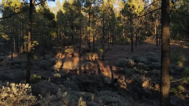 Canarian Pine Tree Forest Seen Drone — Stock video