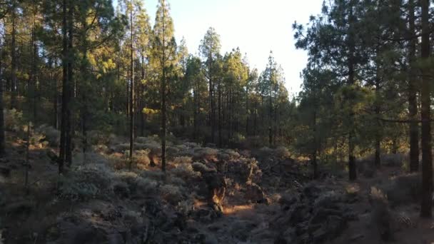 Canarian Pine Tree Forest Seen Drone — Stock video