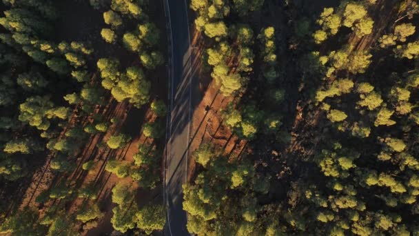 Forêt Pins Des Canaries Vue Depuis Drone — Video