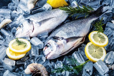 Buz siyah zemin üzerine taze Royal Dorade 