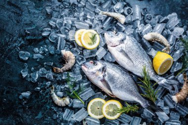 Buz siyah zemin üzerine taze Royal Dorade 