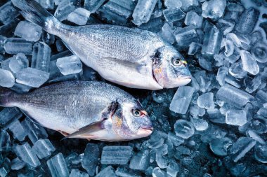 Buz siyah zemin üzerine taze Royal Dorade 