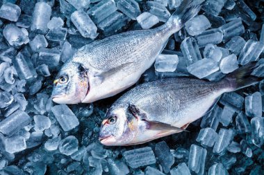 Buz siyah zemin üzerine taze Royal Dorade 