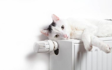 Radyatör üzerinde beyaz kedi yalan