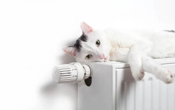 Gatto Bianco Trova Sul Radiatore — Foto Stock