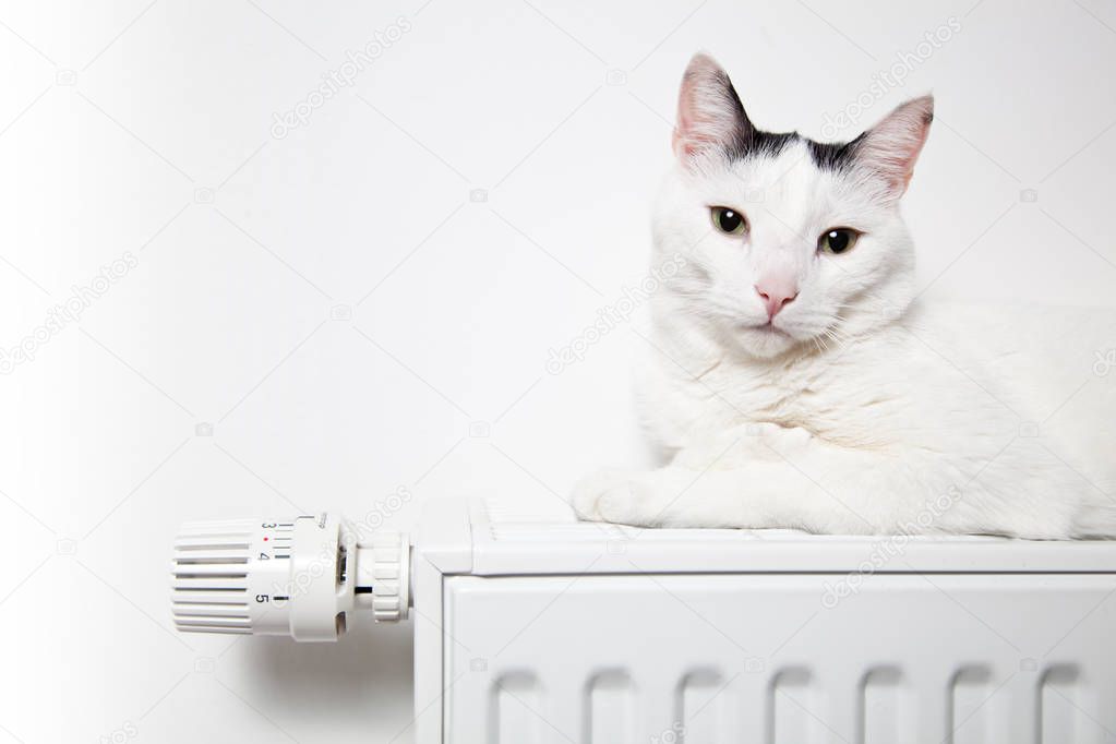 white cat lies on the radiator