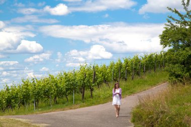 Beyaz üzümler, sonbahar üzüm bağları 
