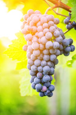 Beyaz üzümler, sonbahar üzüm bağları 