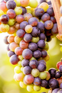 Beyaz üzümler, sonbahar üzüm bağları 