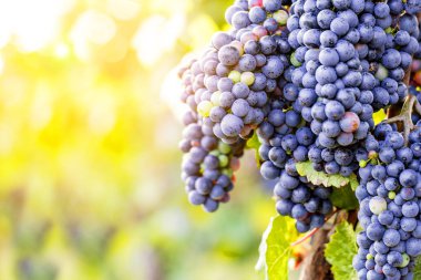 Beyaz üzümler, sonbahar üzüm bağları 