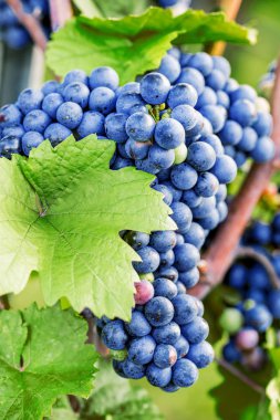 Beyaz üzümler, sonbahar üzüm bağları 