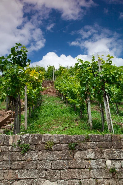 Weiße Trauben Weinberg Herbst — Stockfoto