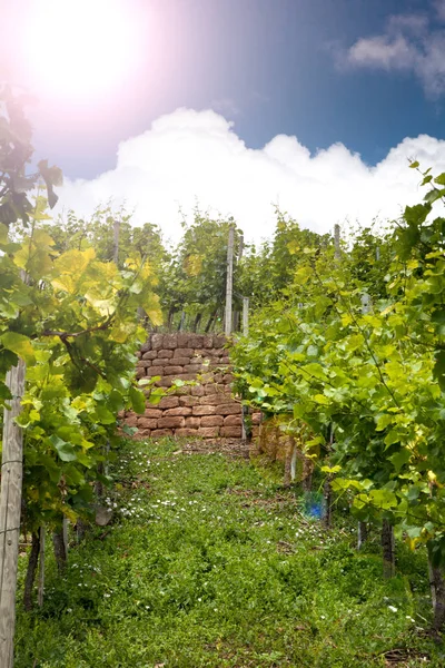 Witte Druiven Herfstwijngaard — Stockfoto