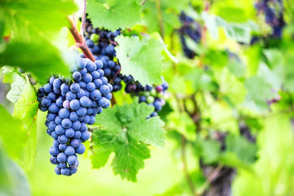 Weiße Trauben Weinberg Herbst — Stockfoto