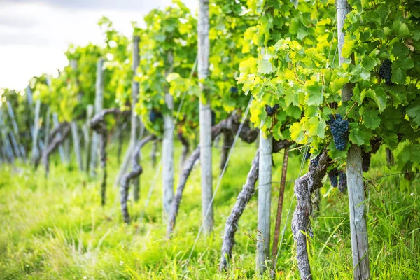 Witte Druiven Herfstwijngaard — Stockfoto