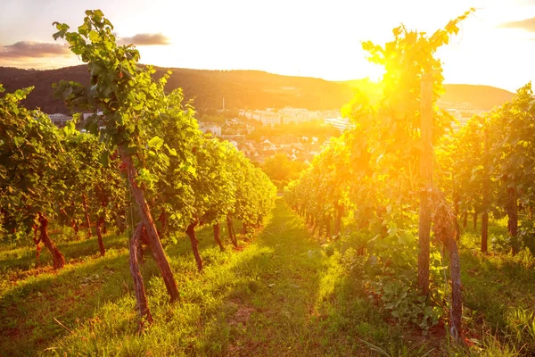 Λευκά Σταφύλια Αμπελώνας Φθινόπωρο — Φωτογραφία Αρχείου