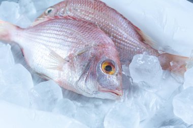 dorado buz kopya alanı, üstten görünüm ile piyasadaki ham çipura balık