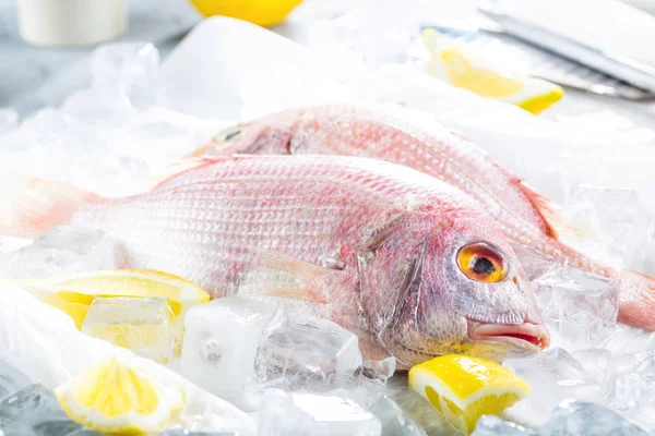 Raw Τσιπούρα Ψάρι Dorado Στον Πάγο Στην Αγορά Διάστημα Αντίγραφο — Φωτογραφία Αρχείου