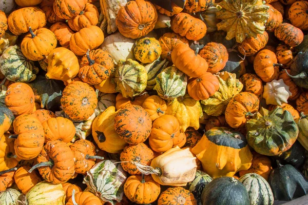 Calabazas Mercado Agricultores Alemania Concepto Cosecha Acción Gracias — Foto de Stock