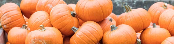 Citrouilles Marché Fermier Allemagne Récolte Thanksgiving Concept — Photo