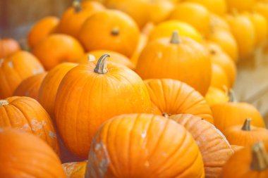 çiftçi Market Almanya kabakları. Hasat ve Şükran kavramı